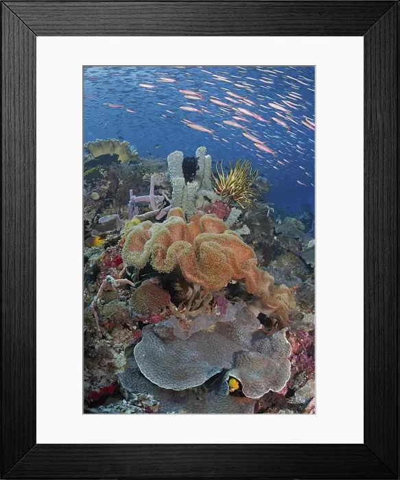 Framed Print : DDE-90024886 Framed Print : DDE-90024886