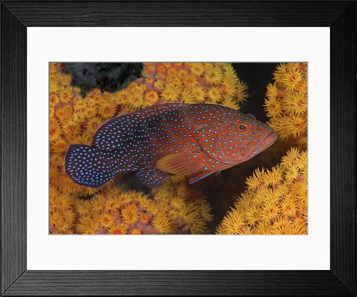 Framed Print : DDE-90024887 Framed Print : DDE-90024887