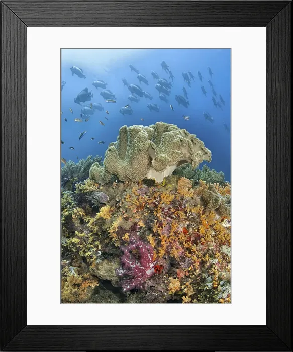 Framed Print : DDE-90024888 Framed Print : DDE-90024888