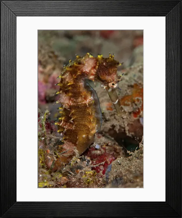 Framed Print : DDE-90024891 Framed Print : DDE-90024891