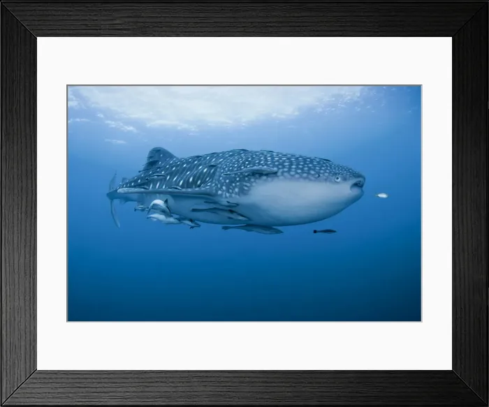 Framed Print : DDE-90024892