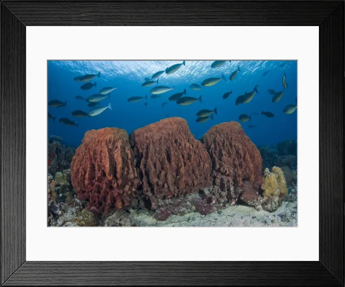 Framed Print : DDE-90024894 Framed Print : DDE-90024894