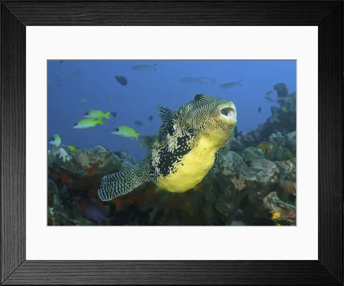 Framed Print : DDE-90024895 Framed Print : DDE-90024895