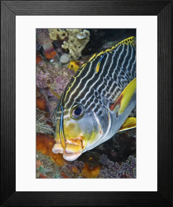 Framed Print : DDE-90024896 Framed Print : DDE-90024896