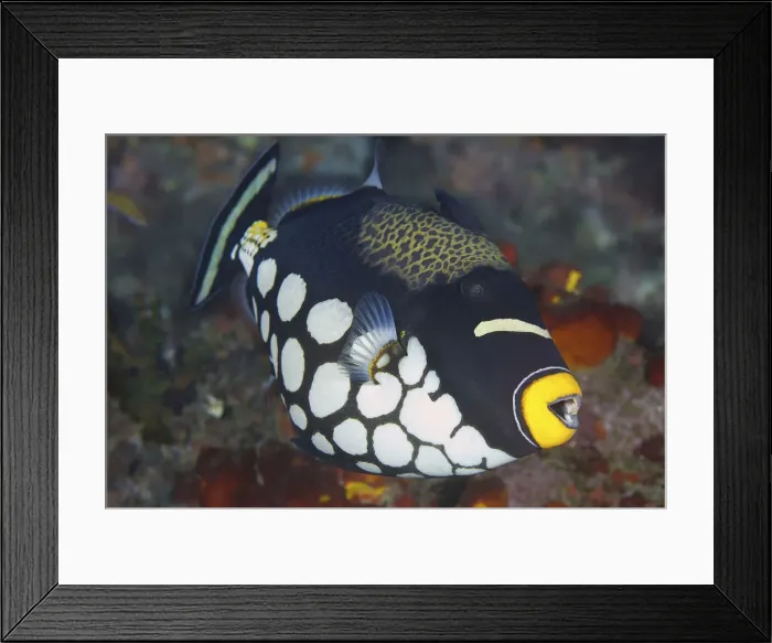 Framed Print : DDE-90024897 Framed Print : DDE-90024897