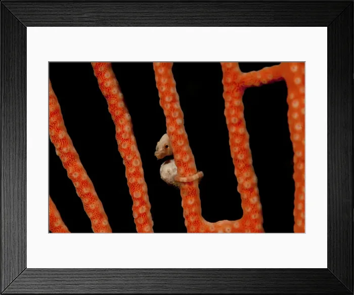 Framed Print : DDE-90024899 Framed Print : DDE-90024899