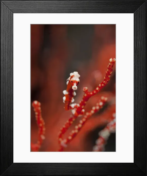 Framed Print : DDE-90024898 Framed Print : DDE-90024898