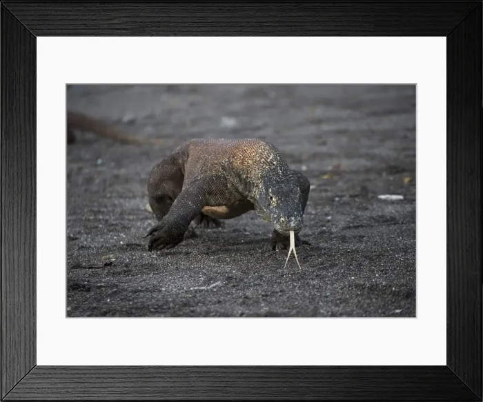 Framed Print : DDE-90024900 Framed Print : DDE-90024900