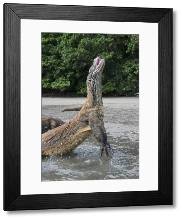 Framed Print : DDE-90024901 Framed Print : DDE-90024901