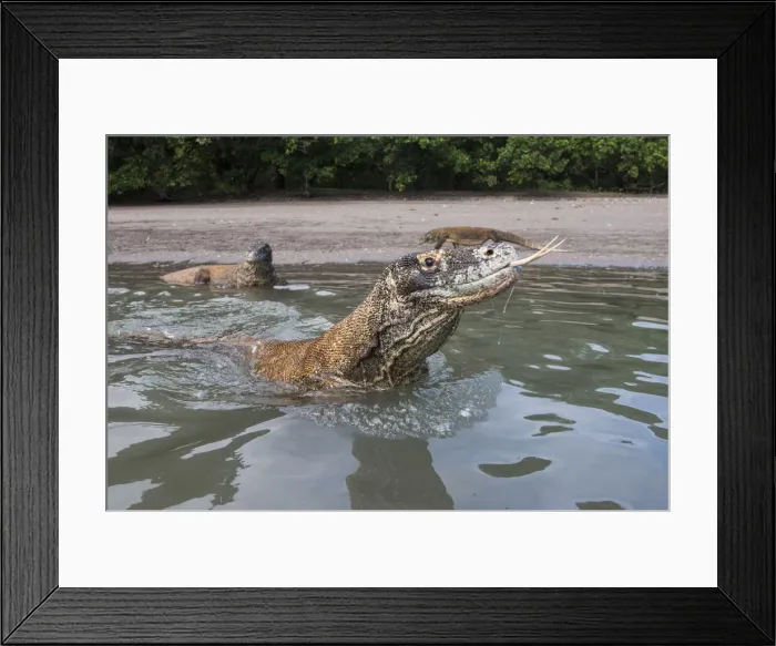 Framed Print : DDE-90024903