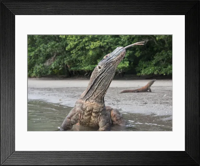 Framed Print : DDE-90024904