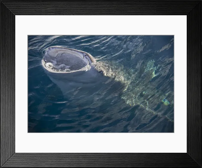 Framed Print : DDE-90024905 Framed Print : DDE-90024905