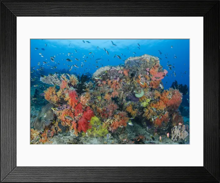 Framed Print : DDE-90024906 Framed Print : DDE-90024906