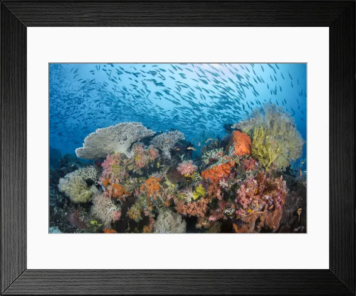 Framed Print : DDE-90024907