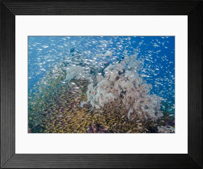 Framed Print : DDE-90024908 Framed Print : DDE-90024908