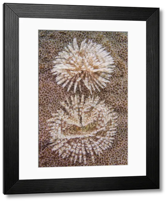 Framed Print : DDE-90024909 Framed Print : DDE-90024909