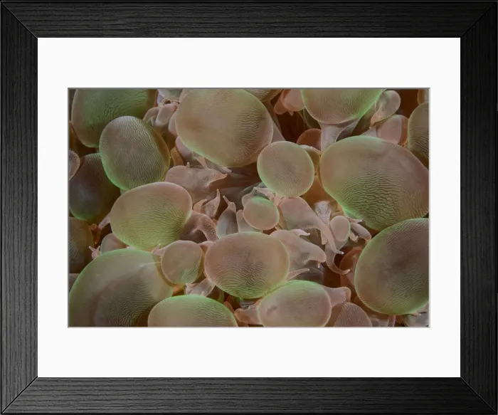 Framed Print : DDE-90024910