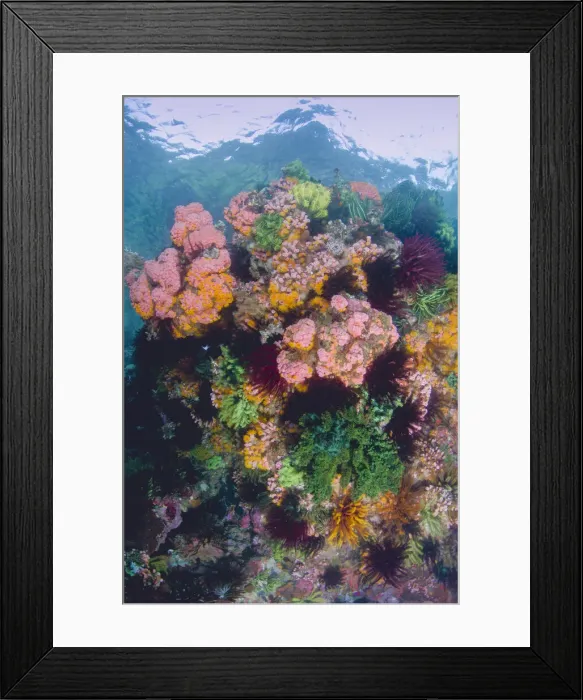 Framed Print : DDE-90024911