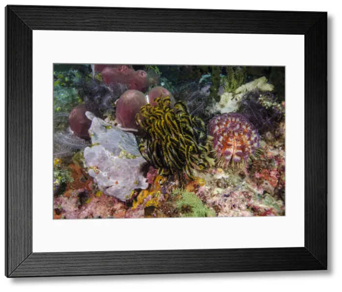 Framed Print : DDE-90024912 Framed Print : DDE-90024912