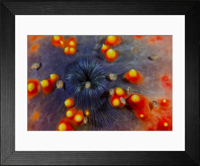 Framed Print : DDE-90024913 Framed Print : DDE-90024913