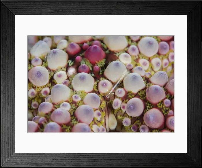 Framed Print : DDE-90024914