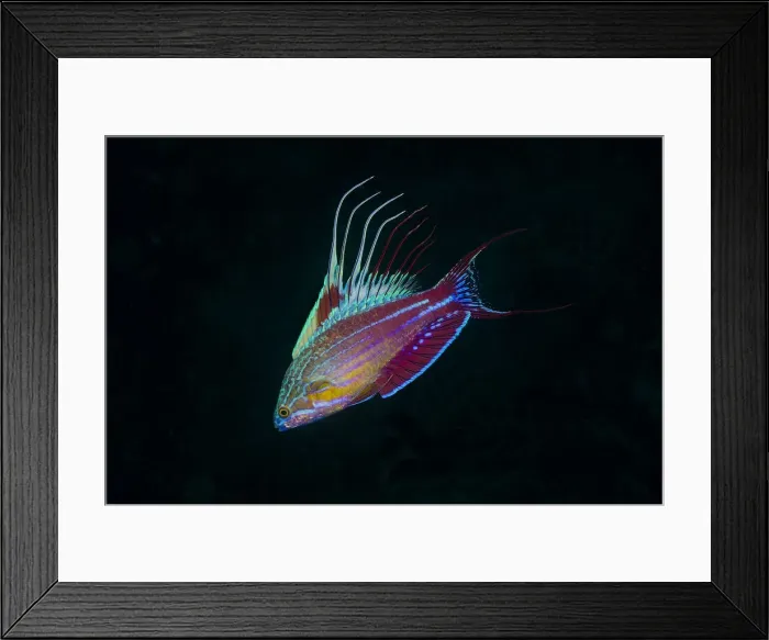 Framed Print : DDE-90024915 Framed Print : DDE-90024915