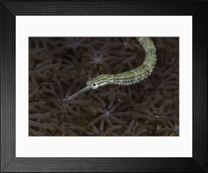 Framed Print : DDE-90024916 Framed Print : DDE-90024916