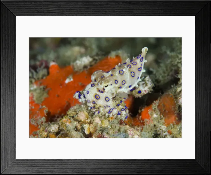Framed Print : DDE-90024917 Framed Print : DDE-90024917