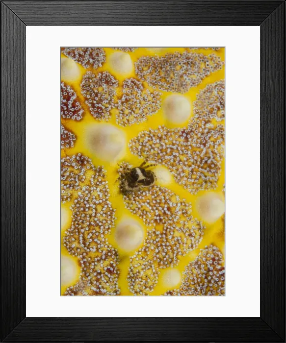 Framed Print : DDE-90024918
