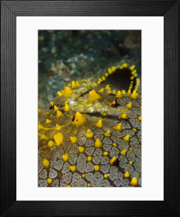Framed Print : DDE-90024919