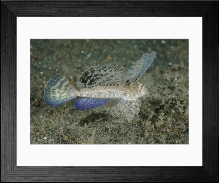 Framed Print : DDE-90024921