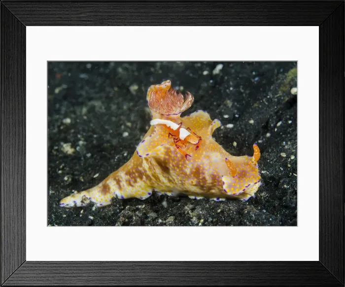 Framed Print : DDE-90024922 Framed Print : DDE-90024922