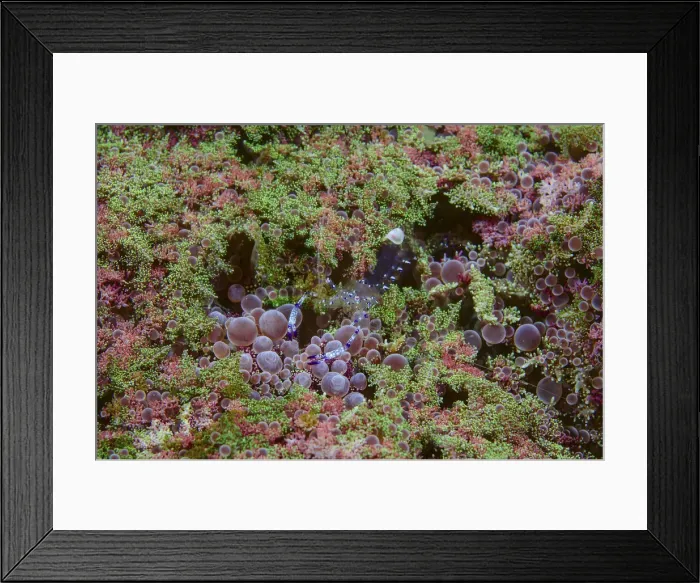 Framed Print : DDE-90024923 Framed Print : DDE-90024923