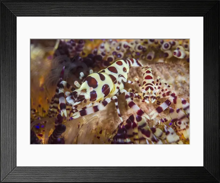 Framed Print : DDE-90024924 Framed Print : DDE-90024924