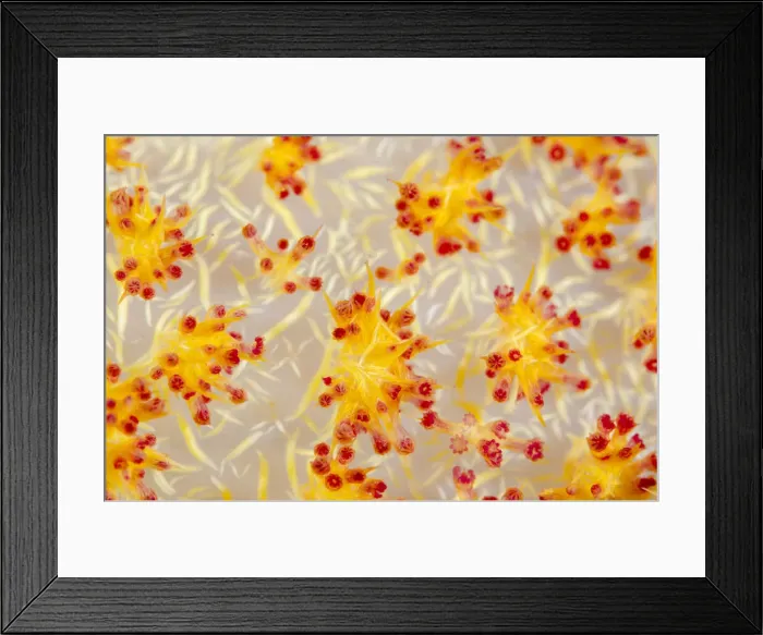 Framed Print : DDE-90024925 Framed Print : DDE-90024925