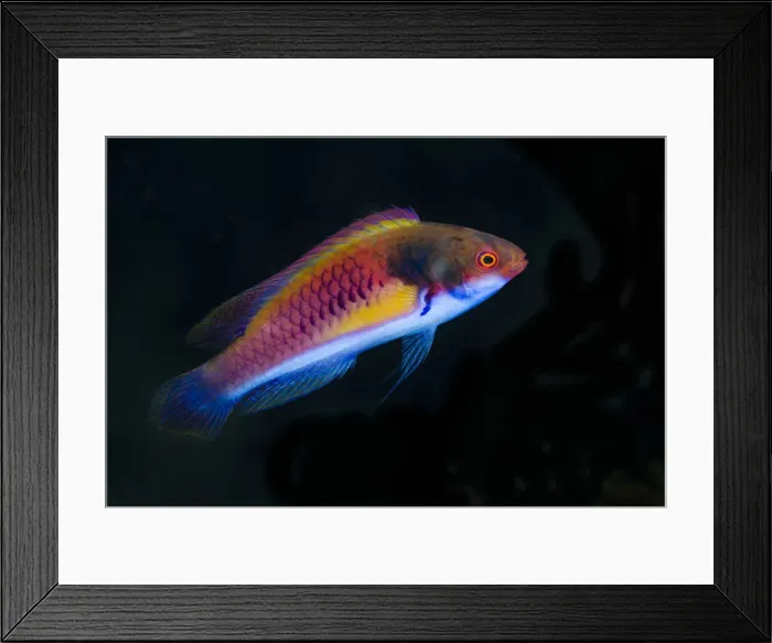 Framed Print : DDE-90024926 Framed Print : DDE-90024926