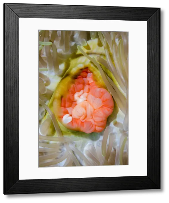 Framed Print : DDE-90024927 Framed Print : DDE-90024927