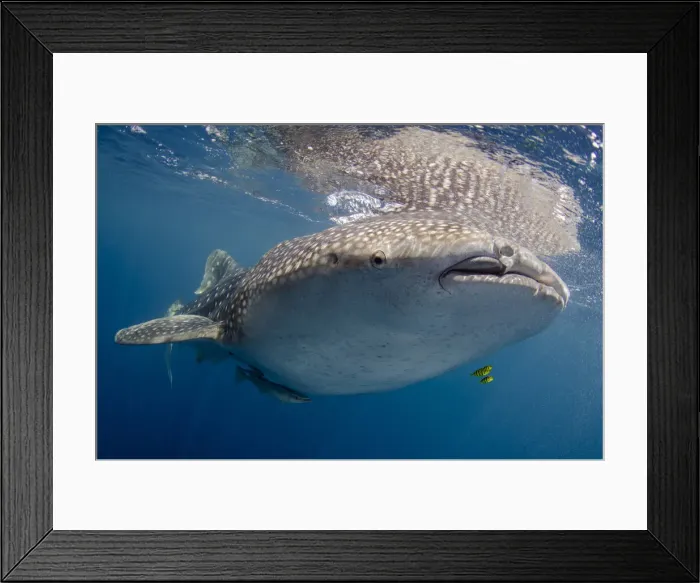 Framed Print : DDE-90024928 Framed Print : DDE-90024928