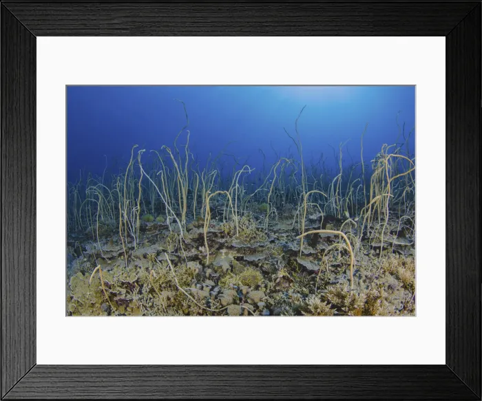 Framed Print : DDE-90024929 Framed Print : DDE-90024929
