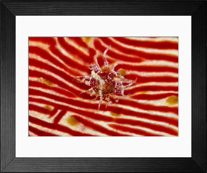 Framed Print : DDE-90024930 Framed Print : DDE-90024930