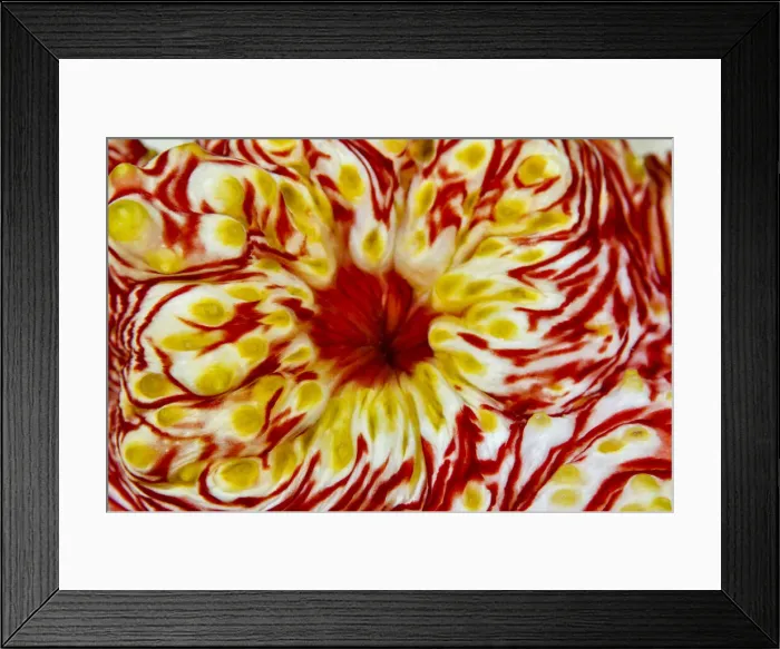 Framed Print : DDE-90024931 Framed Print : DDE-90024931