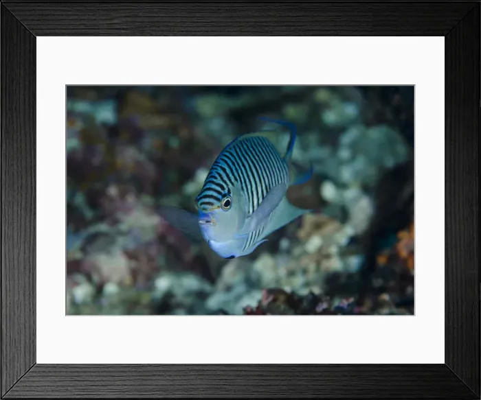 Framed Print : DDE-90024933 Framed Print : DDE-90024933