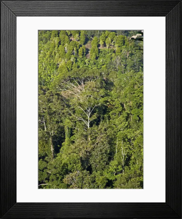 Framed Print : DDE-90024945 Framed Print : DDE-90024945
