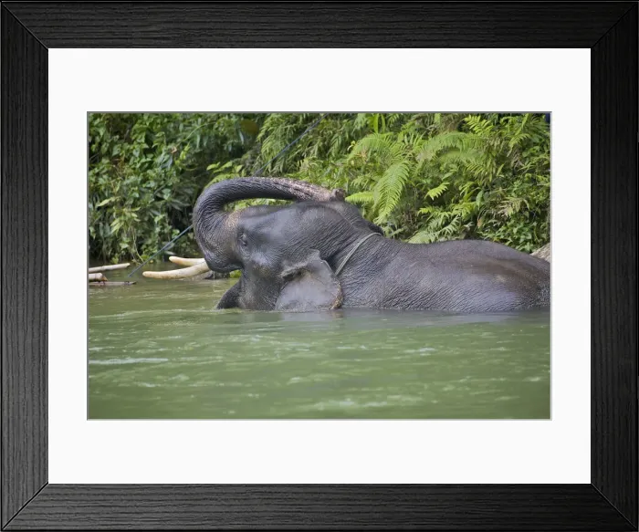Framed Print : DDE-90024948 Framed Print : DDE-90024948