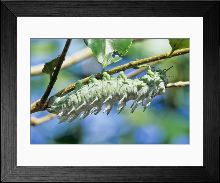 Framed Print : DDE-90024951