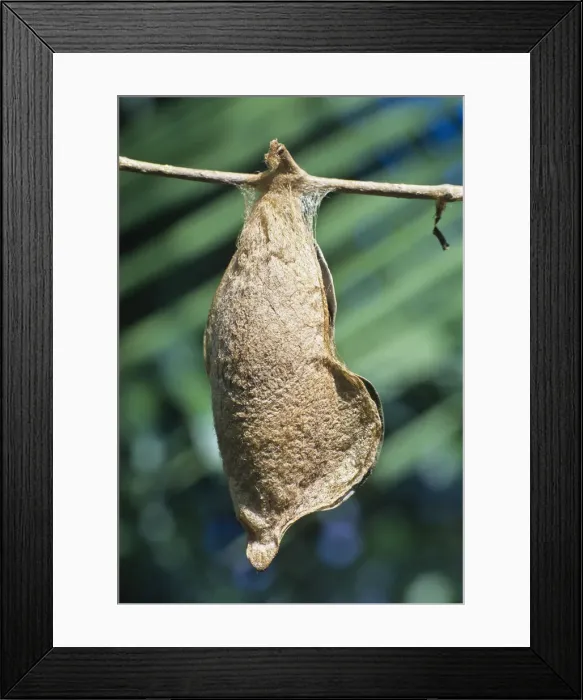 Framed Print : DDE-90024952 Framed Print : DDE-90024952