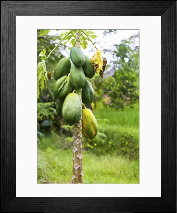 Framed Print : DDE-90024955 Framed Print : DDE-90024955