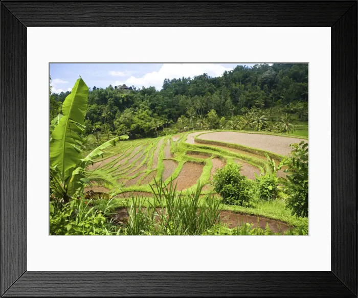 Framed Print : DDE-90024959 Framed Print : DDE-90024959