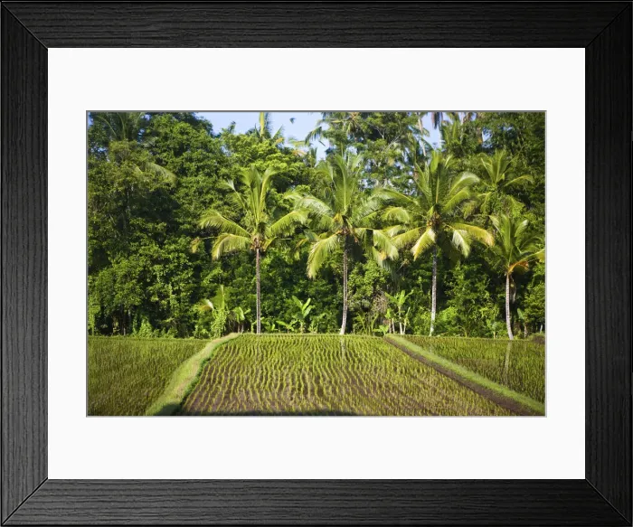 Framed Print : DDE-90024966 Framed Print : DDE-90024966