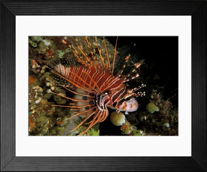 Framed Print : DDE-90024980 Framed Print : DDE-90024980